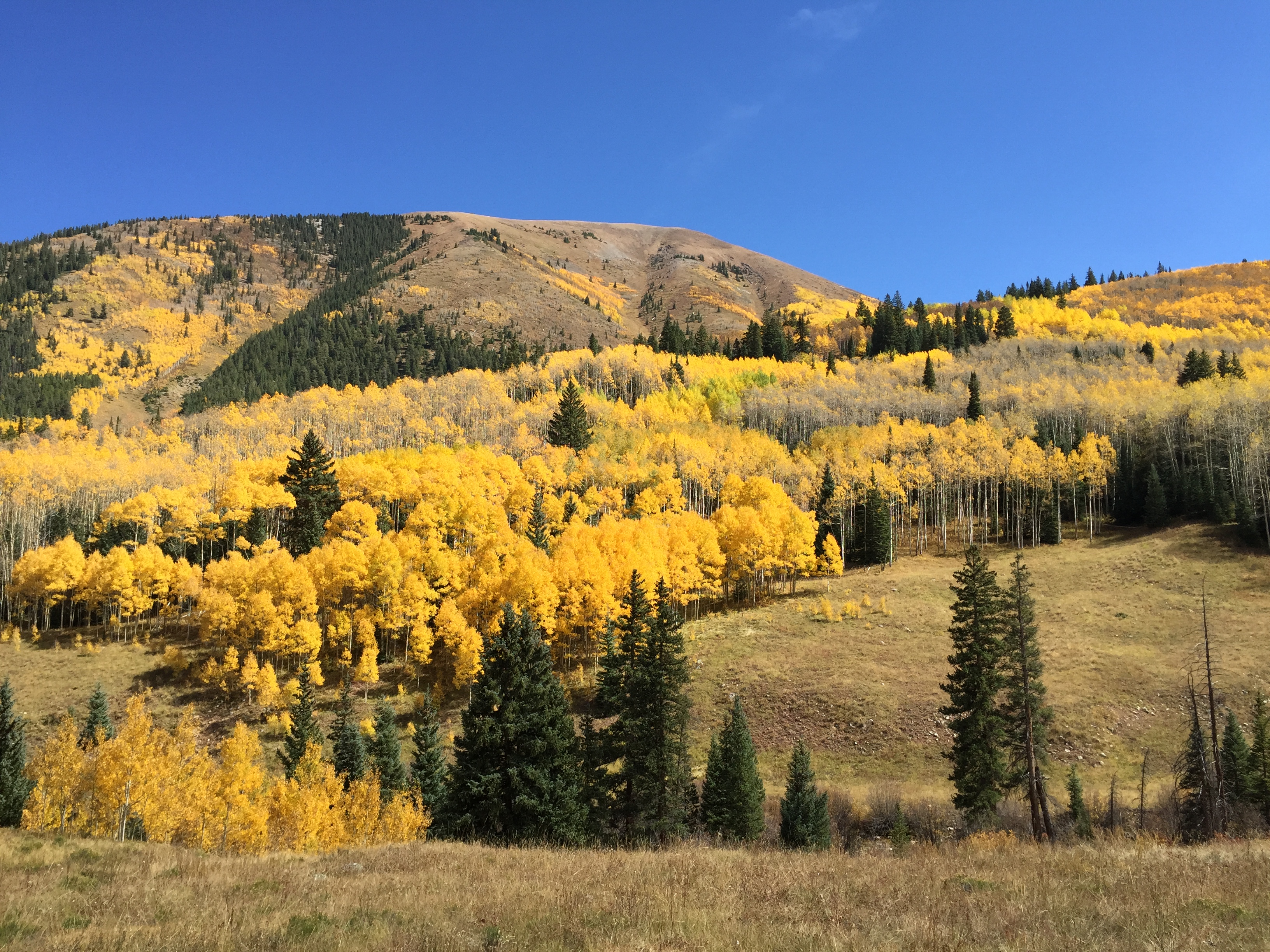 Mountain slope covered with vibrant yellow autumn trees under a clear blue sky.