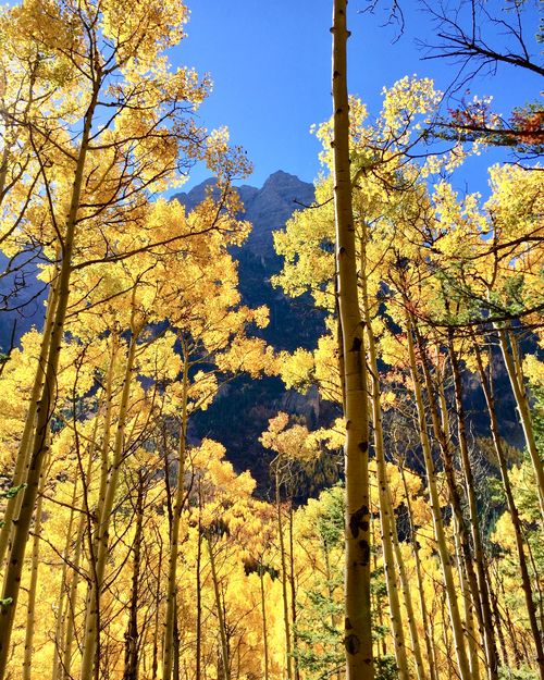 Tall aspen trees with golden yellow leaves under a clear blue sky and mountain in the background.