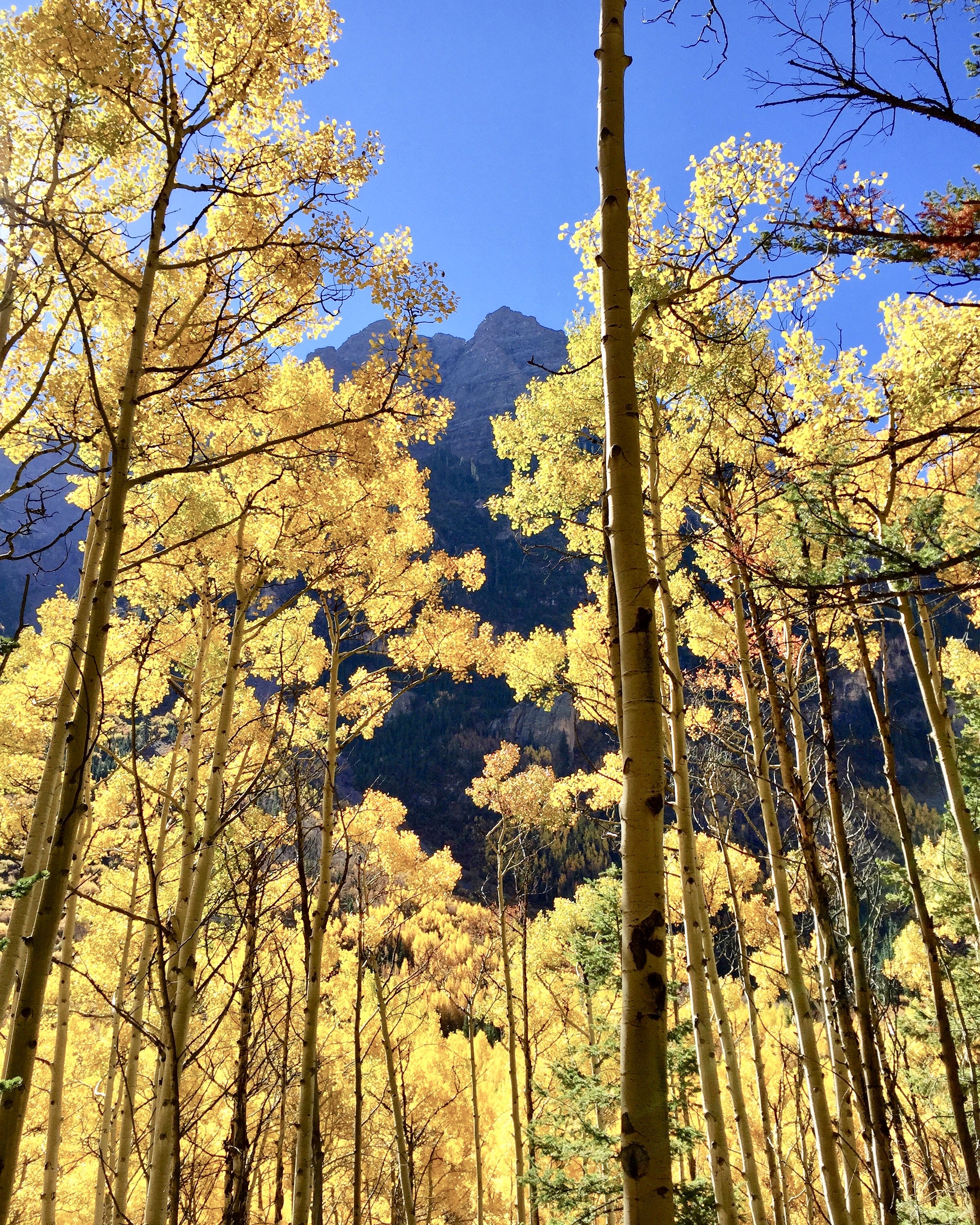 Tall aspen trees with golden yellow leaves under a clear blue sky and mountain in the background.