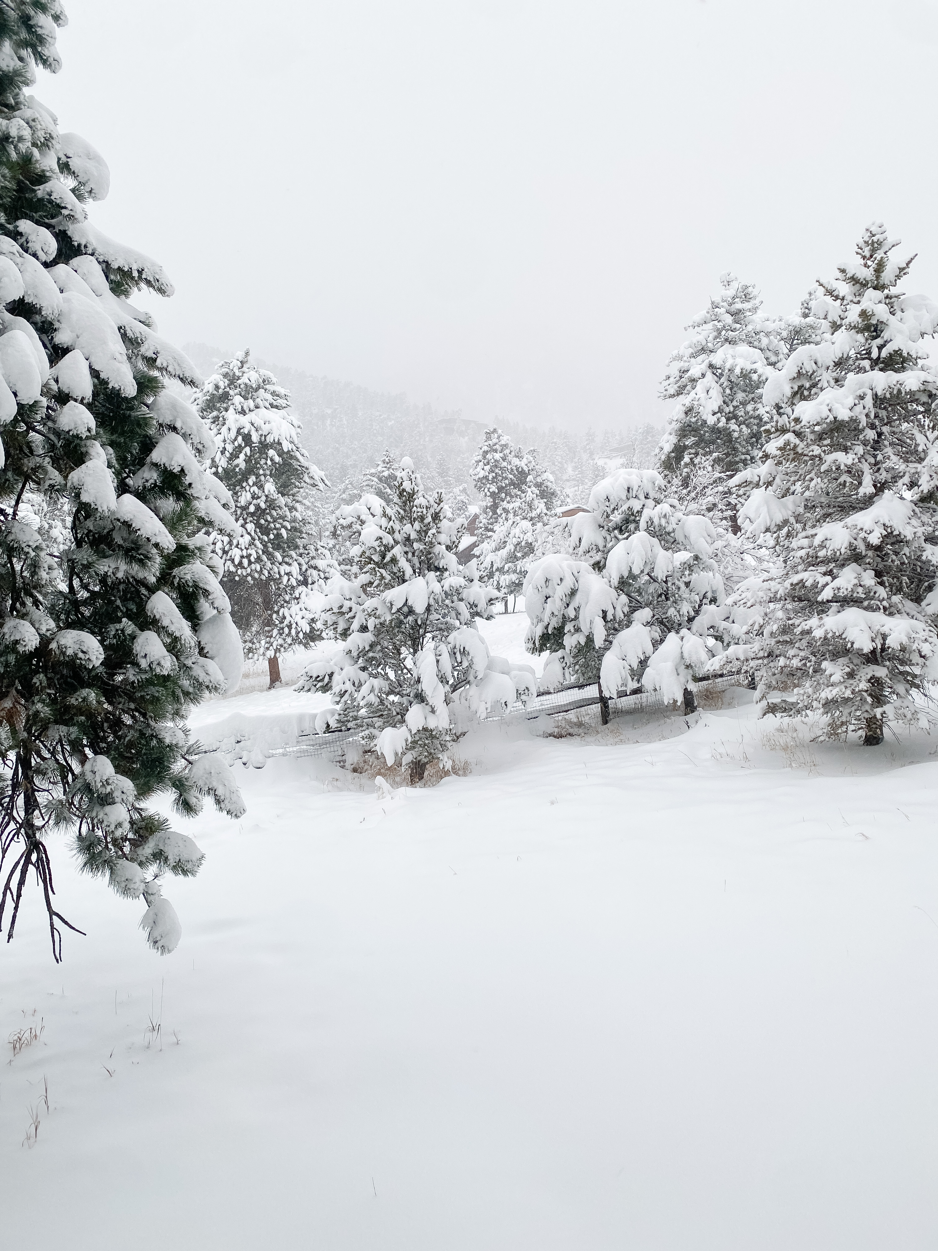 Snow-covered pine trees and ground in a foggy winter landscape.