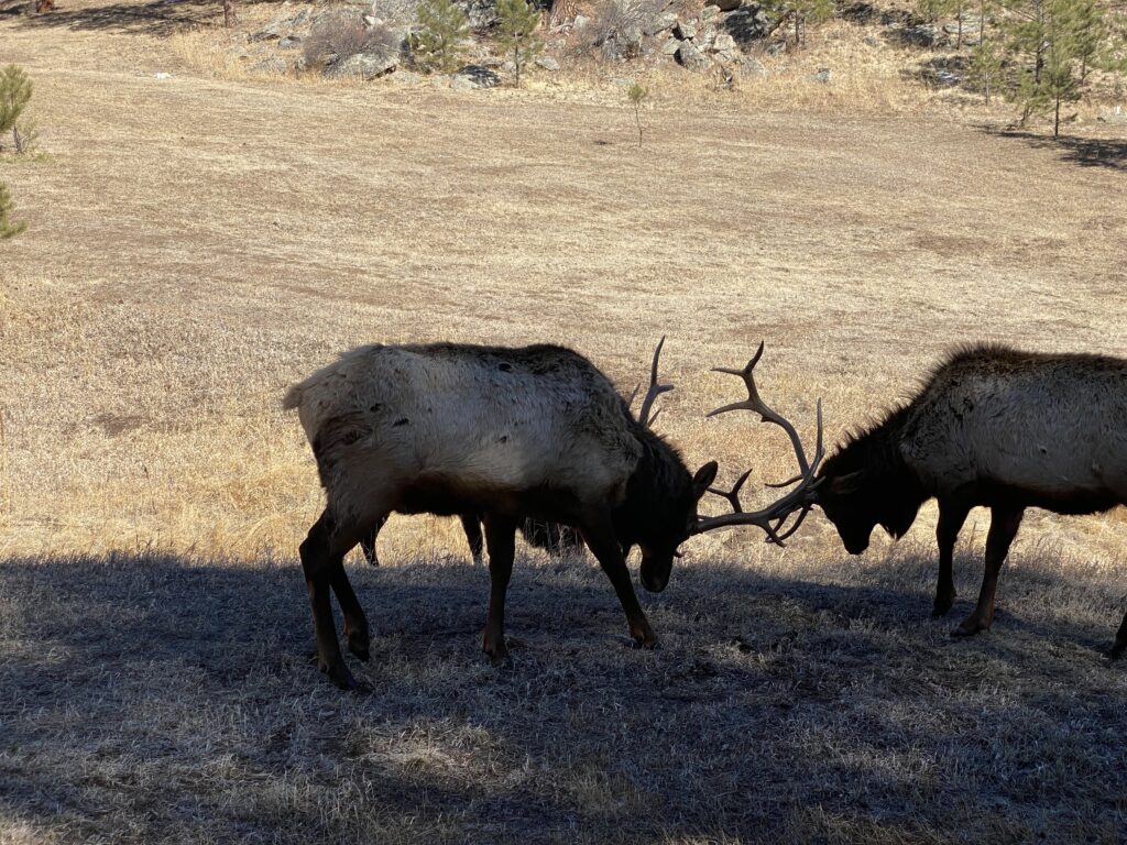 Two elk locking antlers in a dry grassy field with trees and rocks in the background.