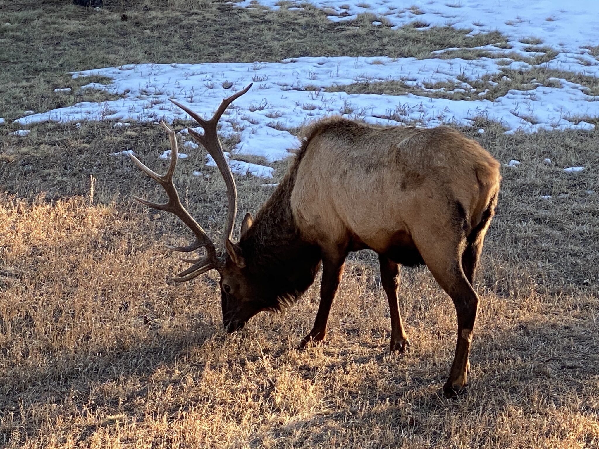 Elk with large antlers grazing on dry grass with patches of snow in the background.