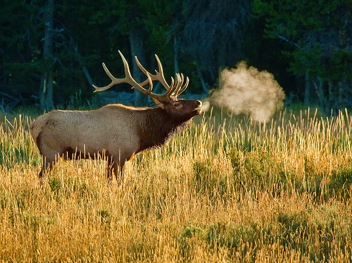Bull elk standing in a sunlit field with breath visible in the cold air against a dark forest background.