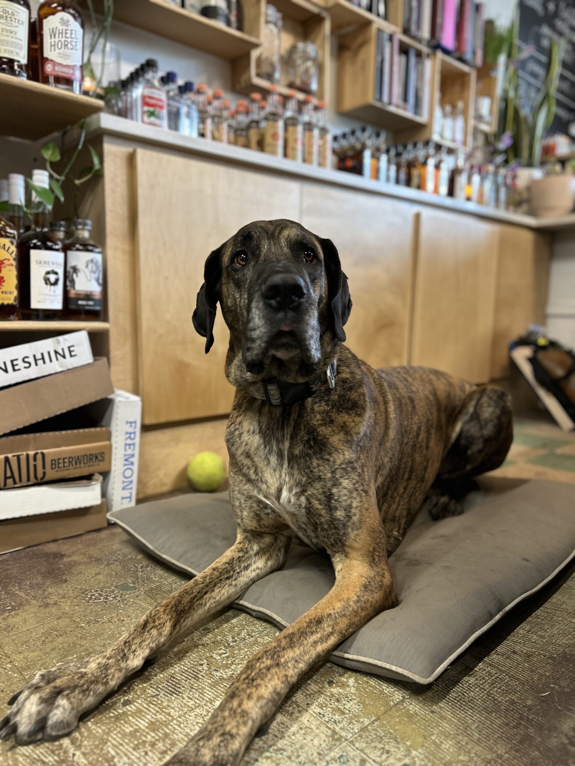 Large brindle dog lying on a gray cushion on a textured floor in front of a wooden cabinet with bottles on top at Piney Wine and Spirits.