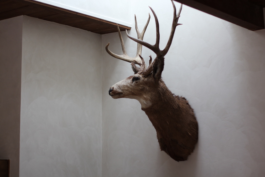 Mounted deer head with large antlers displayed on a white textured wall under a wooden ceiling.