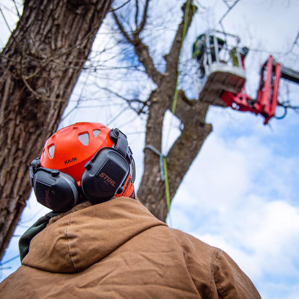 arborist looking up into tree