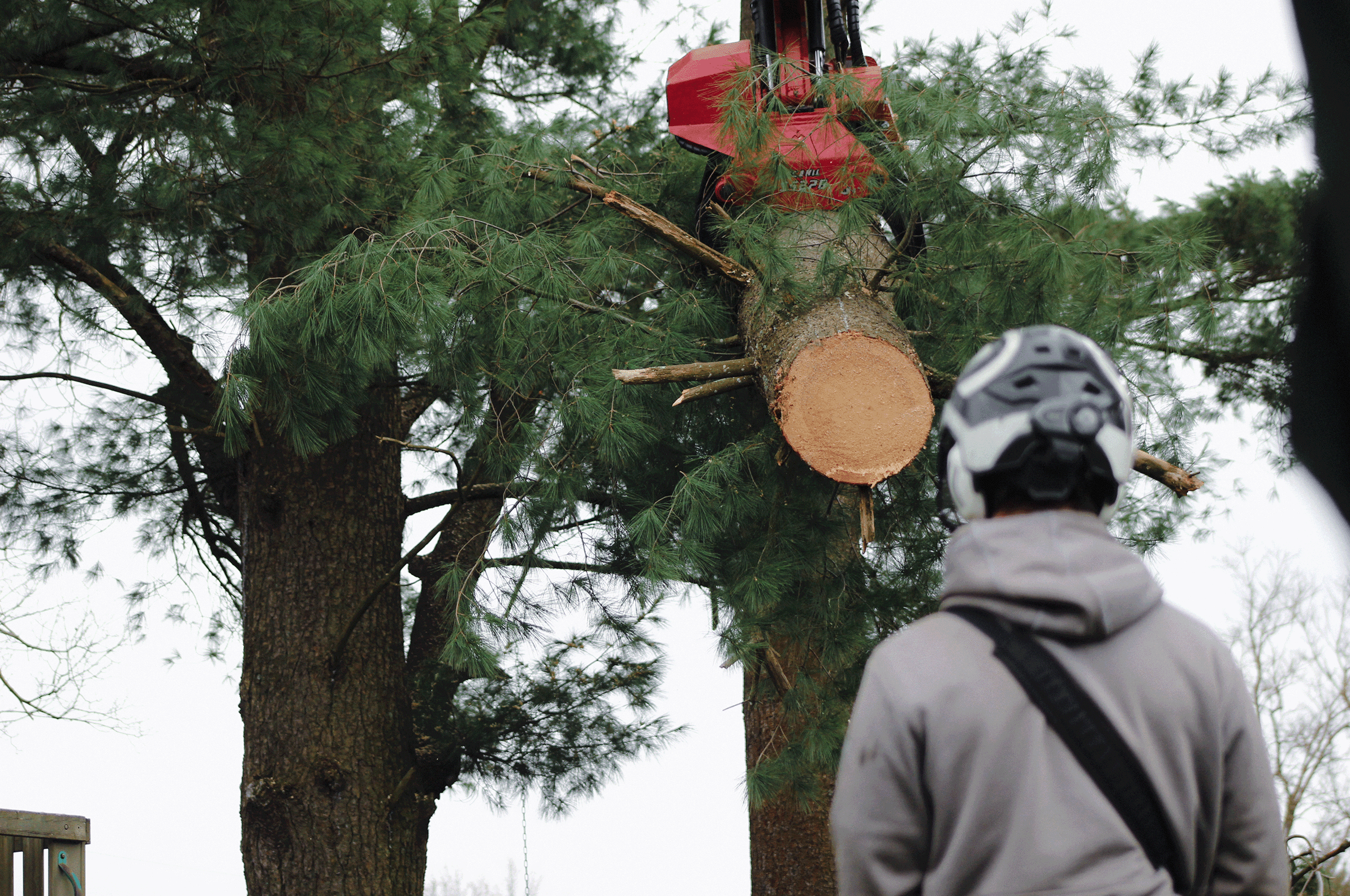 arborist controlling log with grapple saw