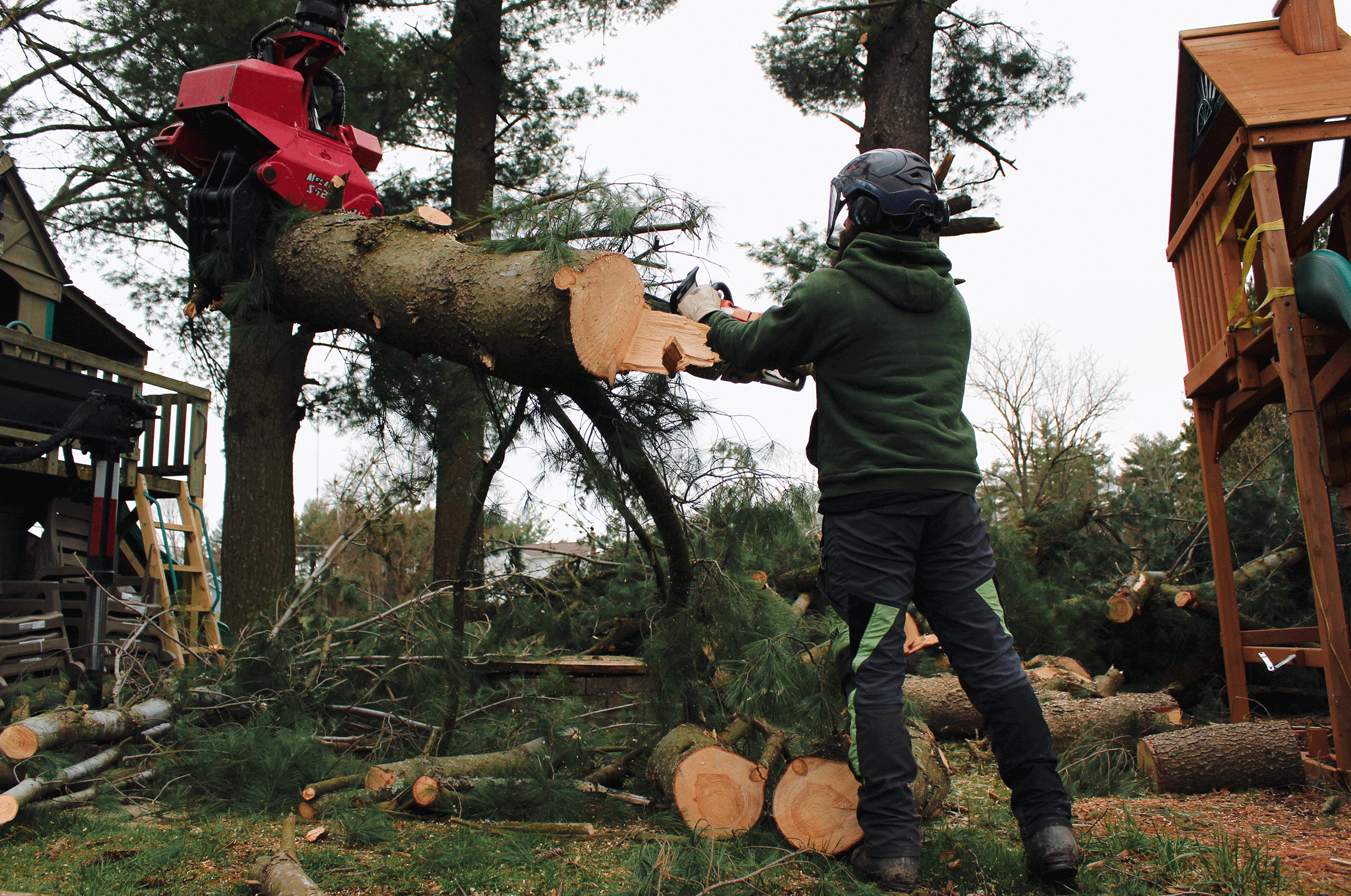 arborist guiding tree limb