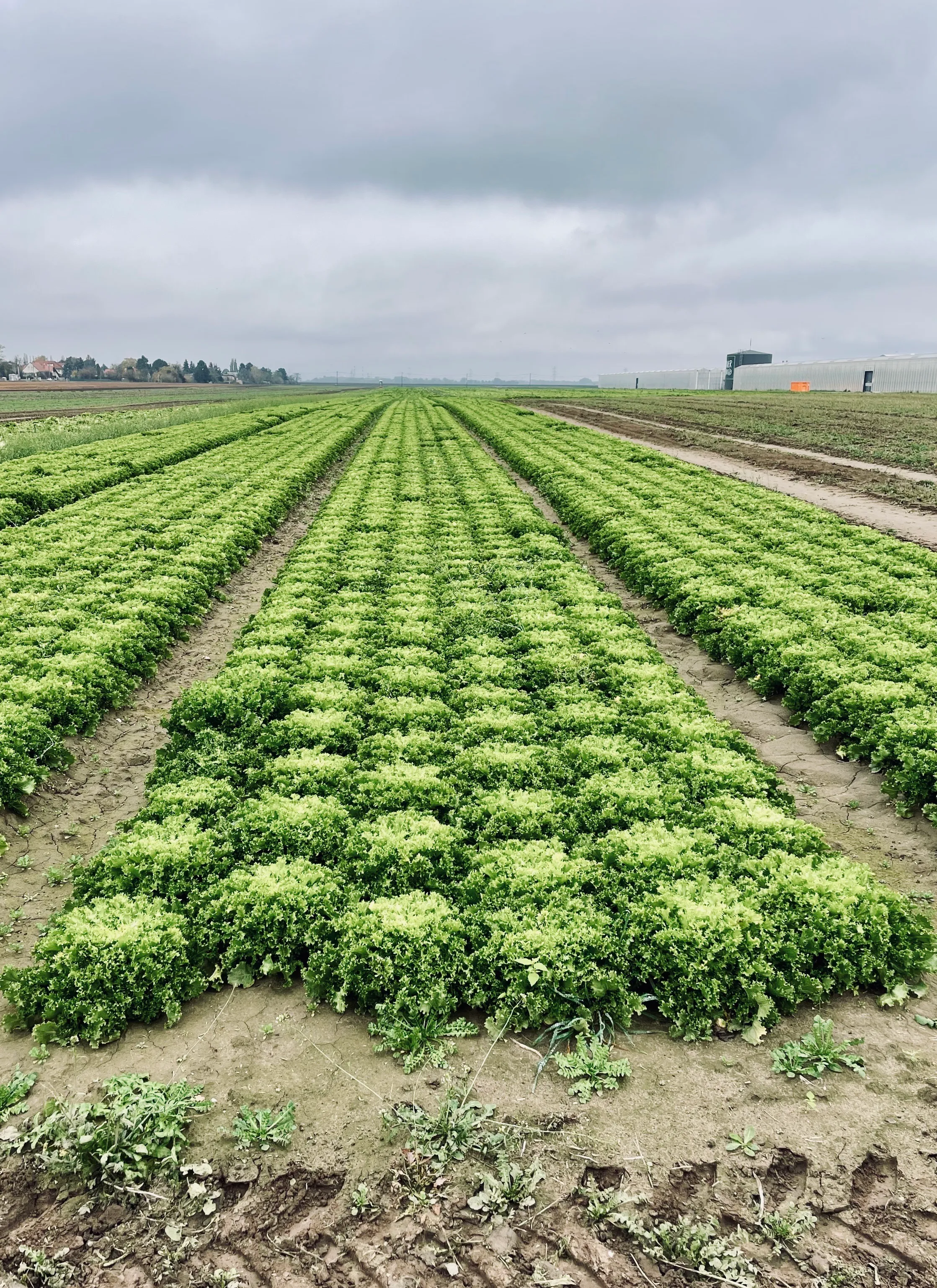 Salad Monoculture
