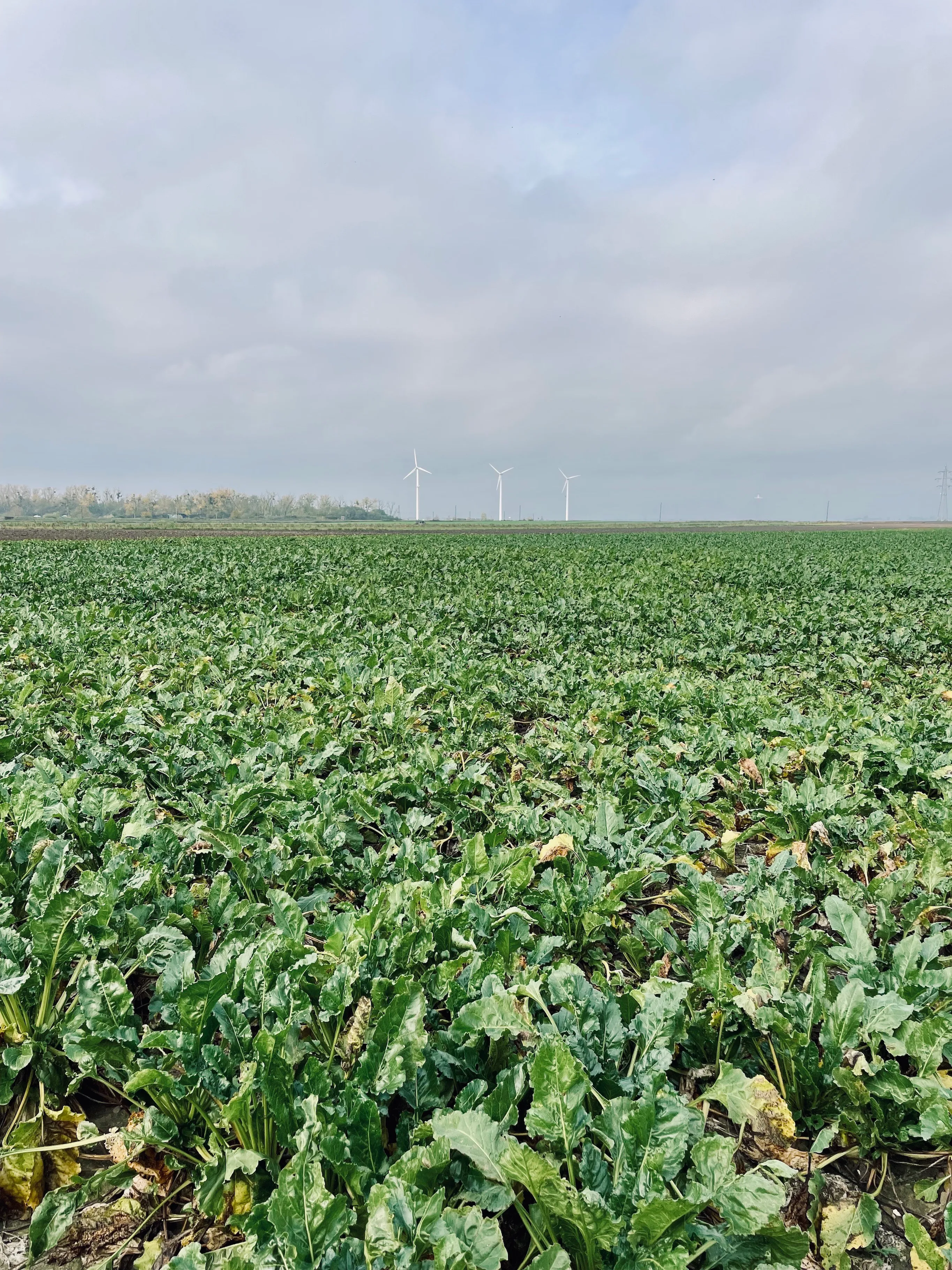 Cabbage field