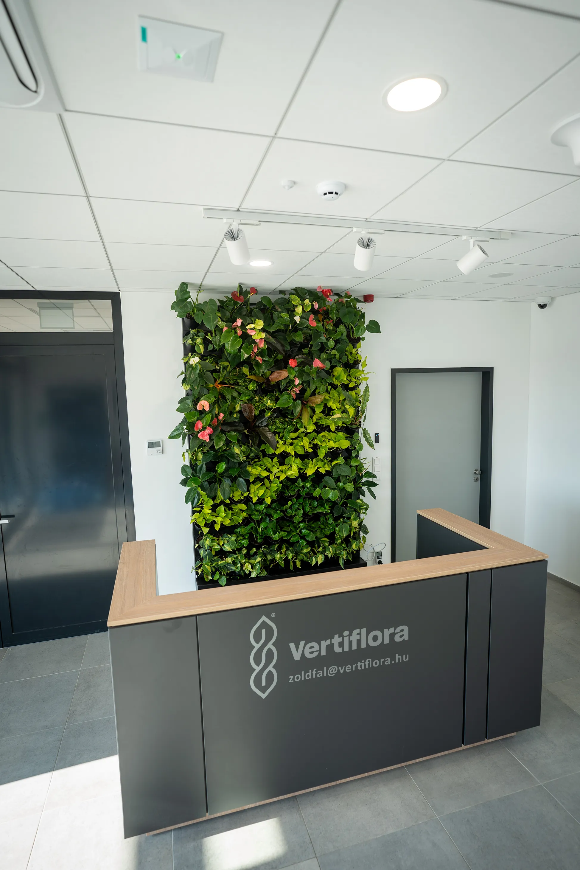 élő zöldfal szemből