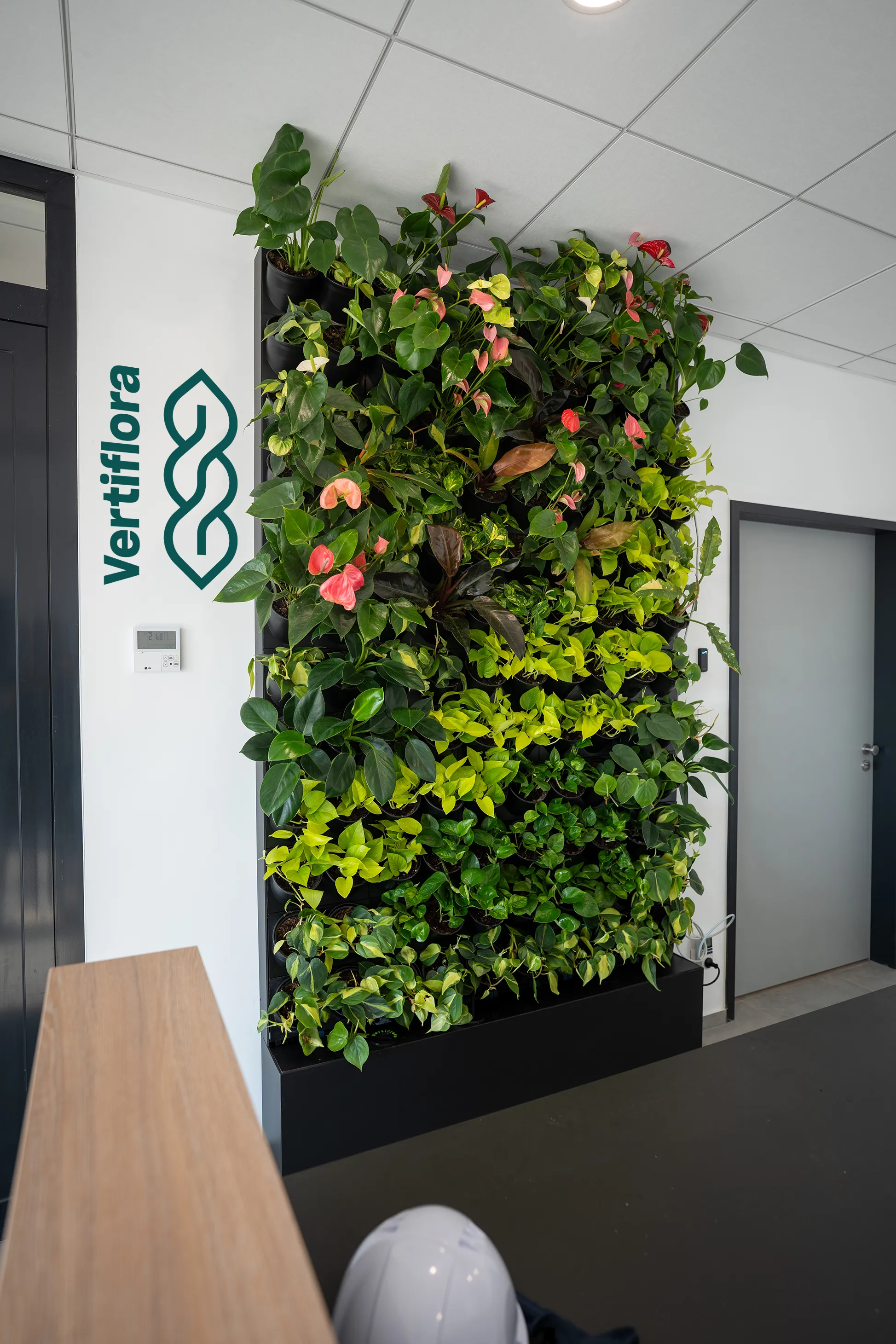 élő zöldfal közelről