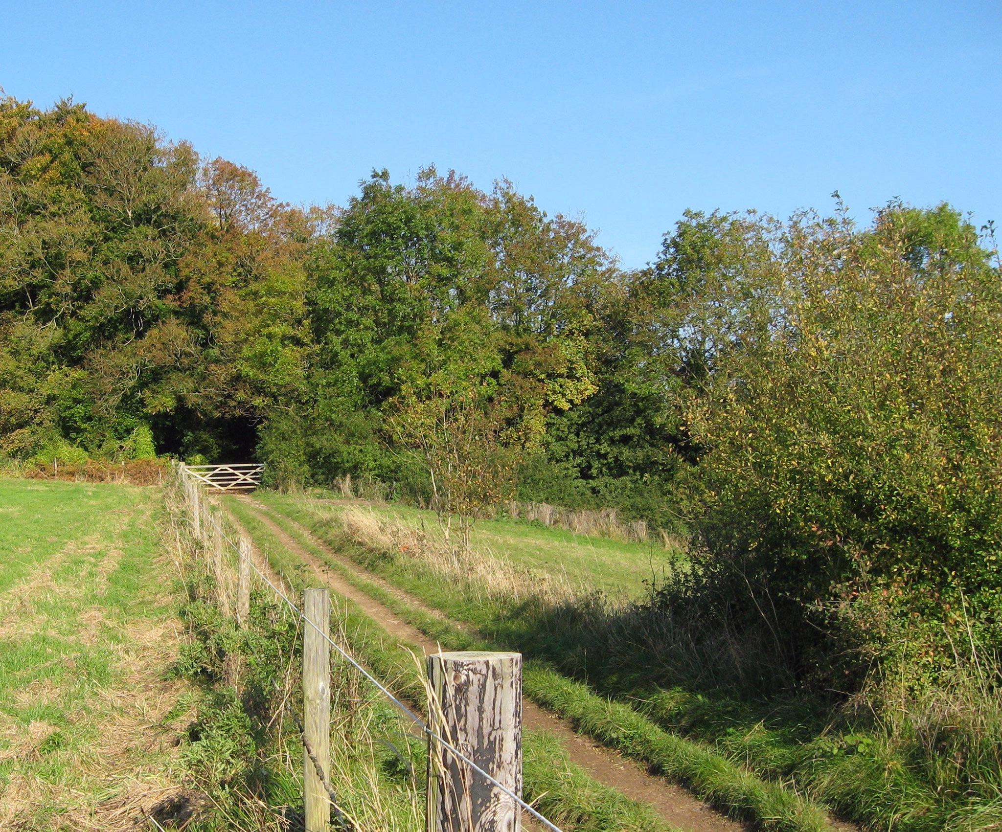 Approaching Longridge Wood