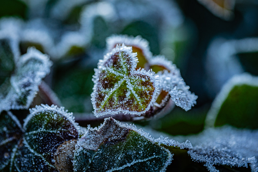 Gedanken zum Monat Januar