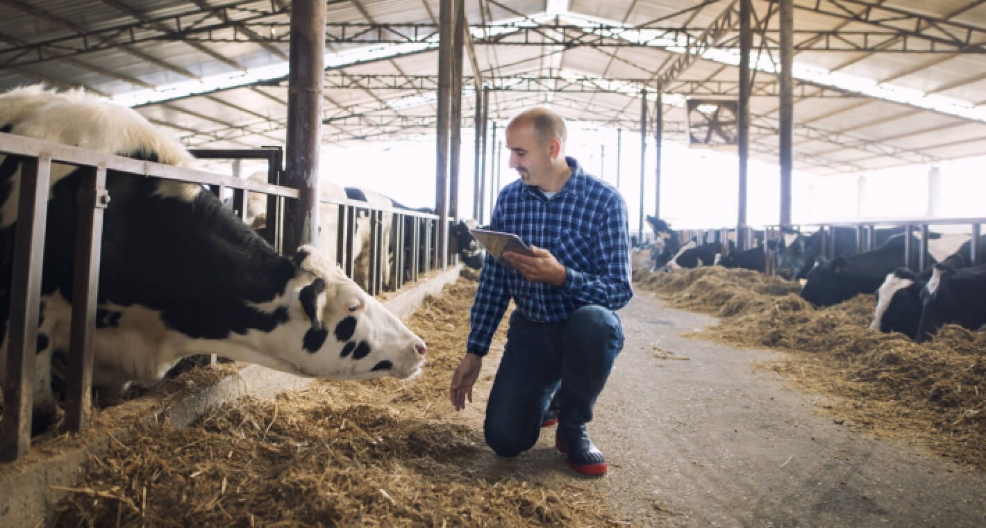 A photo of a farmer in a barn using the Milkmoovement system