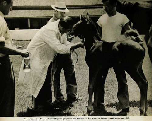 At the Greentree Farms, Dr. Hagyard prepares a colt for an anesthetizing shot before operating on its eyelid.