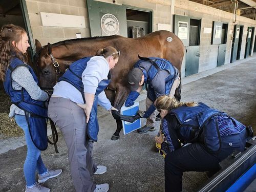 A group of veterinarians taking an x-ray of a brown horse.