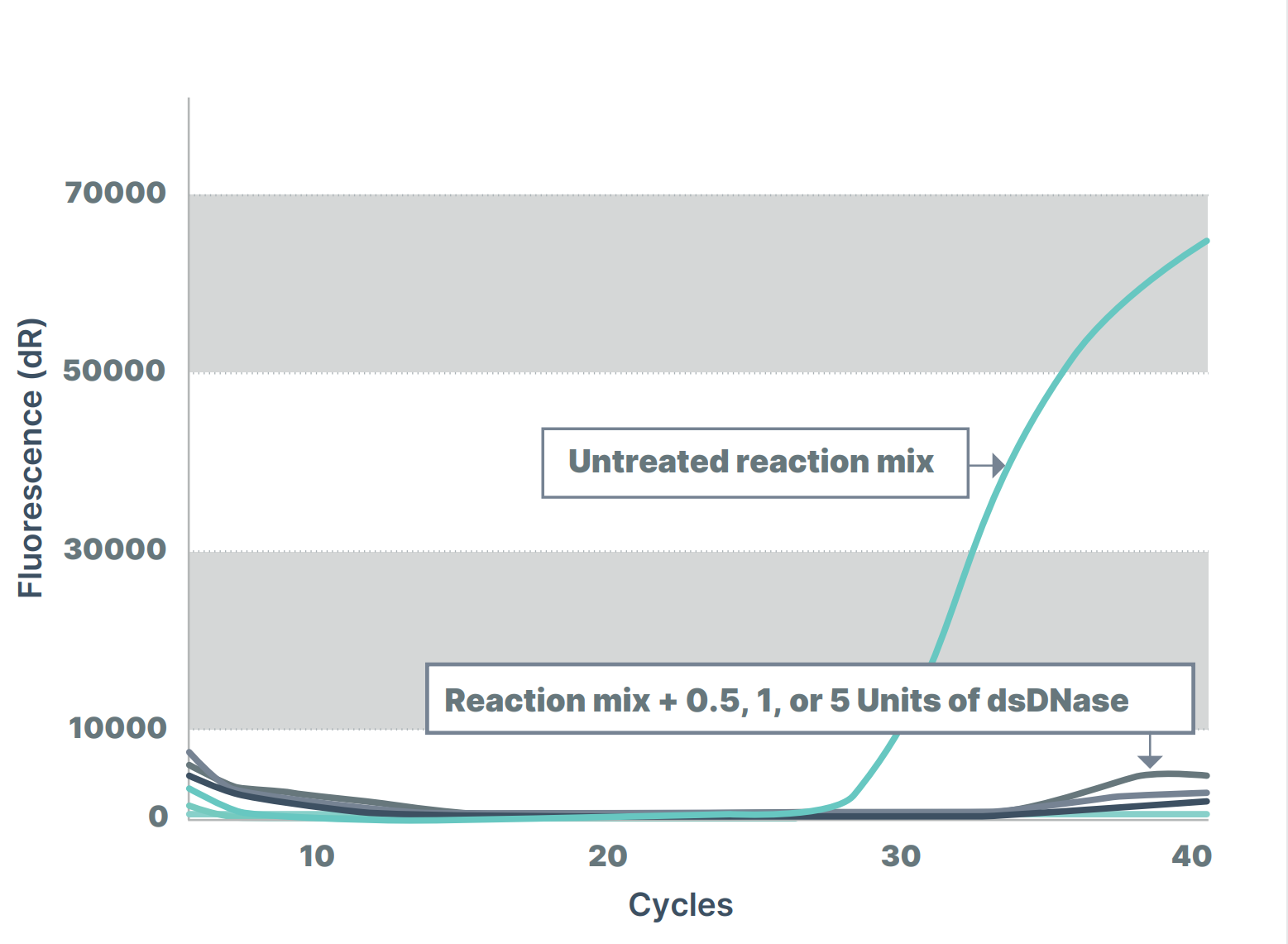 Endonucleases DNA-specific-dsDNase - Figure 1