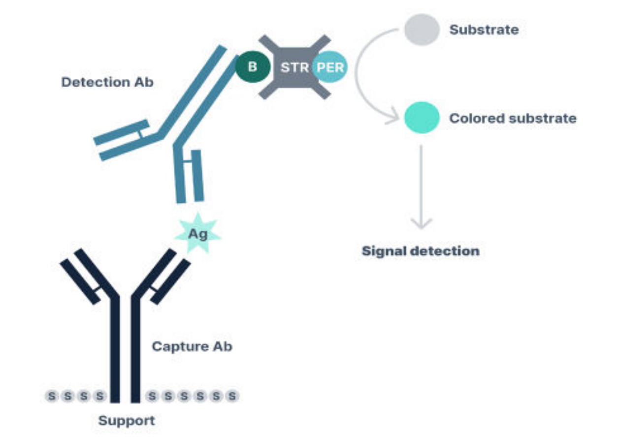 Bioprocessing with Salt Active Nucleases - High Salt, Easy Separation - Figure 6