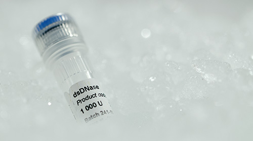 Endonucleases DNA-specific