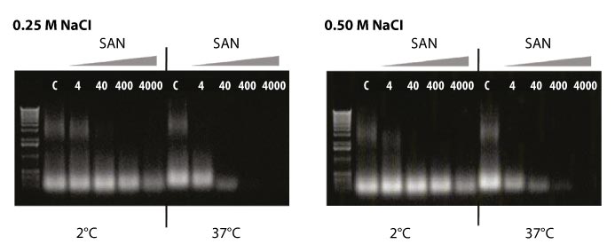 SAN efficiently removes DNS from E. coli cell lysates