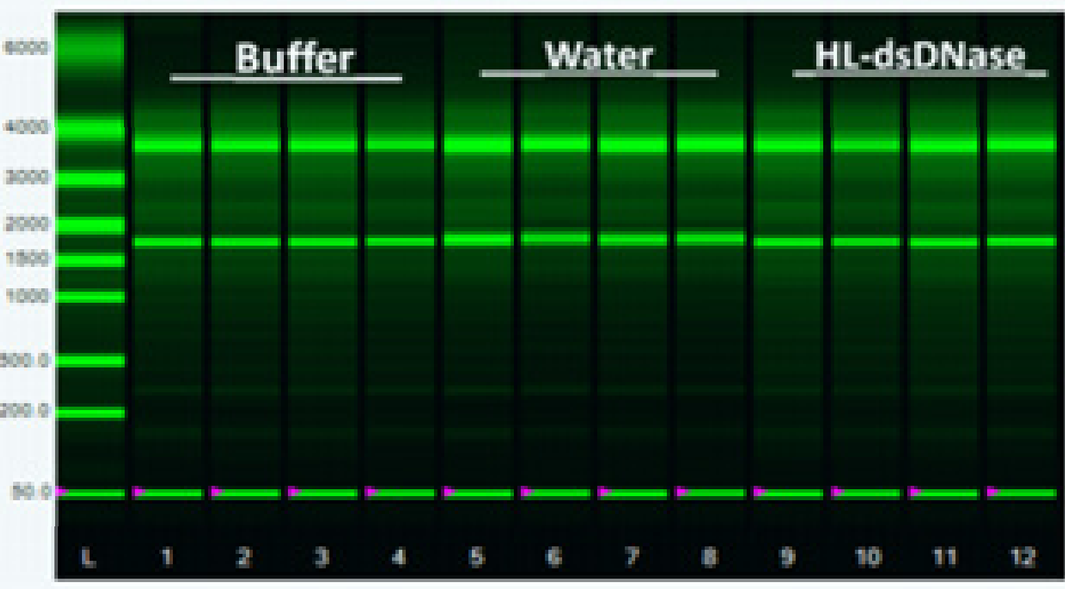 Endonucleases DNA-specific-dsDNase - Figure 3