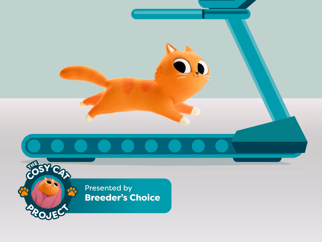 Winter Weight Gain in Cats: 5 Vet-Approved Tips to Keep Your Indoor Cat Healthy and Active