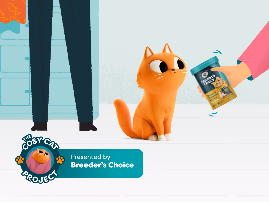 Should You Change Your Cat’s Diet in Winter? Here’s What the Experts Say