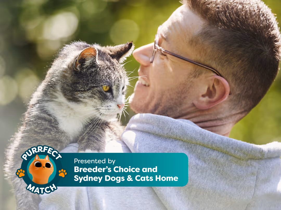 What People Get Wrong About Senior Cats (and What They Get Right)