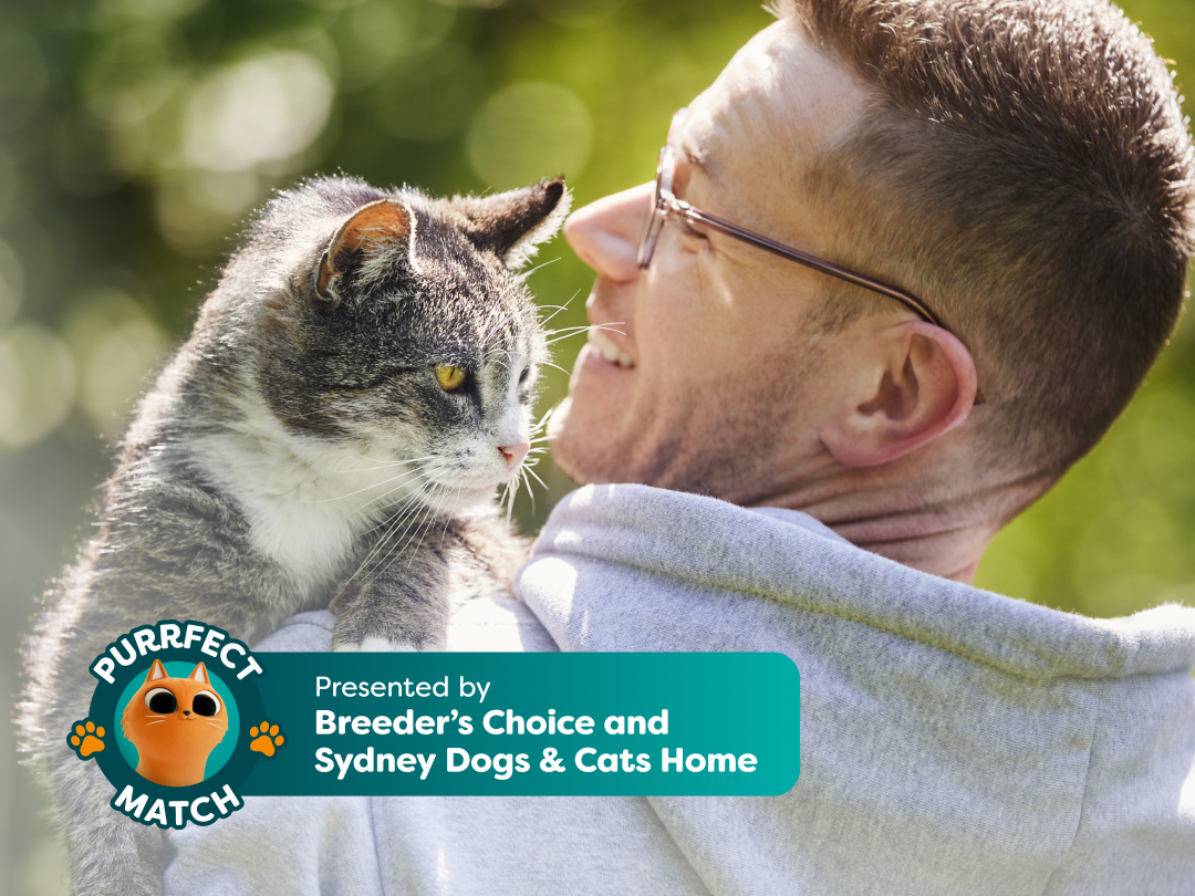 What People Get Wrong About Senior Cats (and What They Get Right)