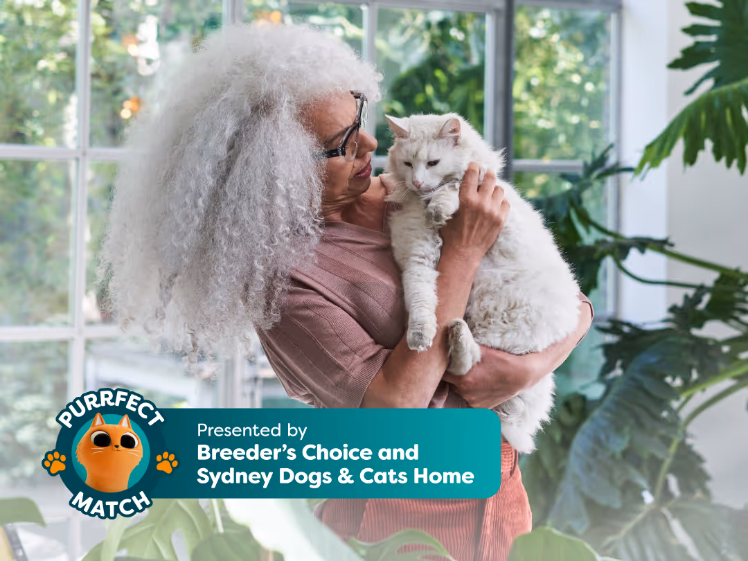 Love Has No Age: Why Senior Cats Make the Best Companions