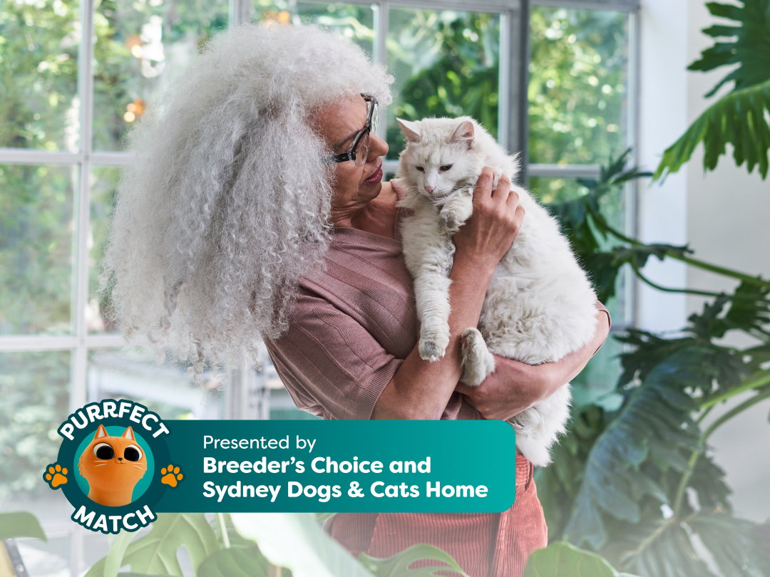 Love Has No Age: Why Senior Cats Make the Best Companions