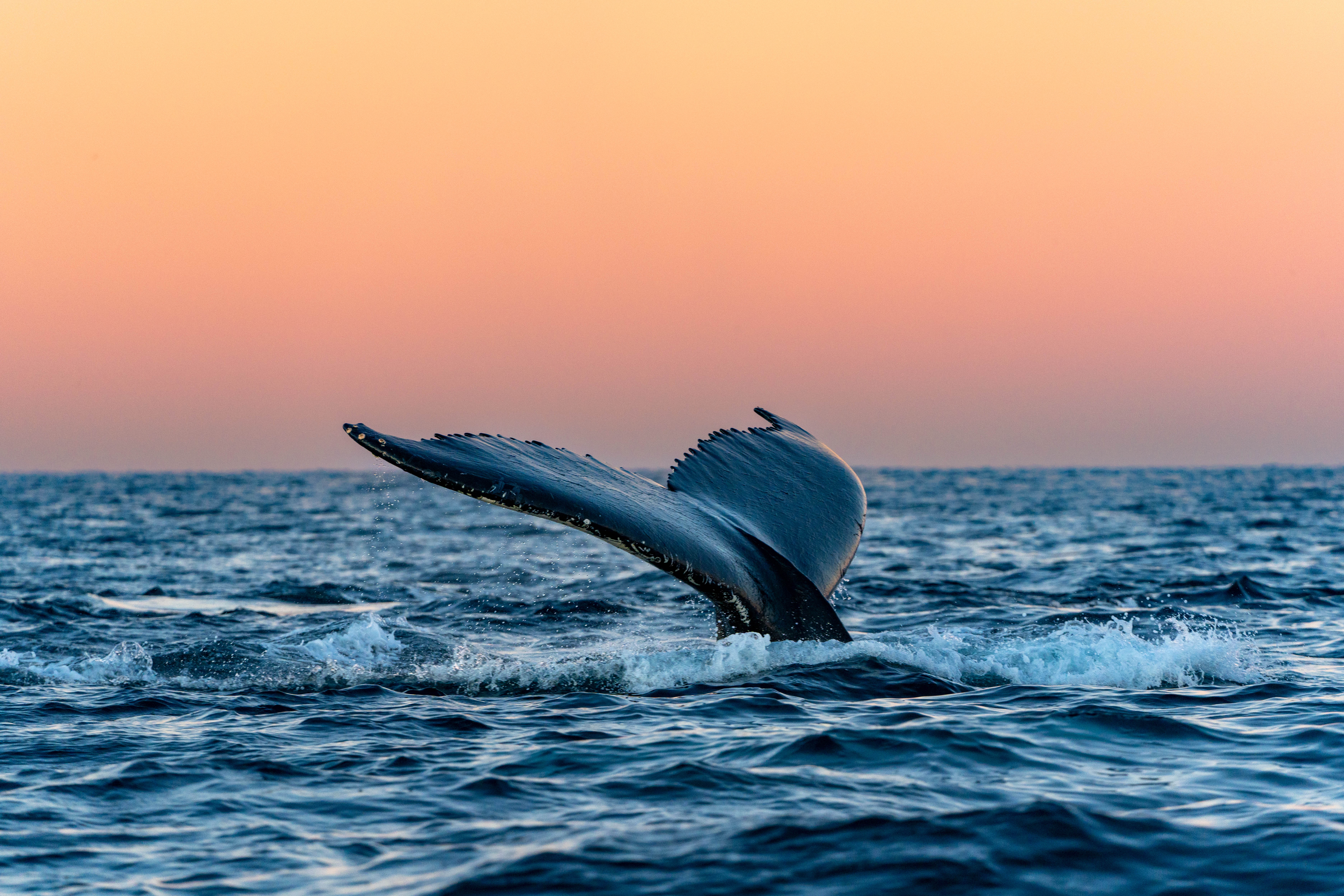 24hr Northern Lights & Whale Watching Safari