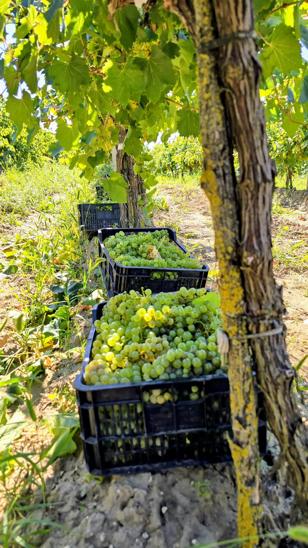 Freshly harvested white grapes in small crates in the vineyard
