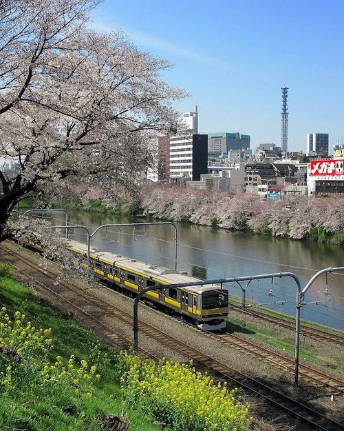 JR Train running along cherry blossom lined track