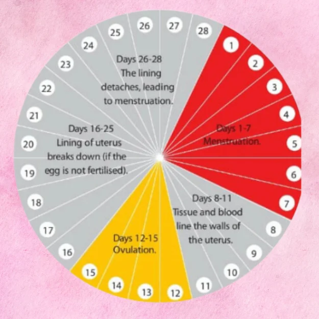 Ovulation cycle