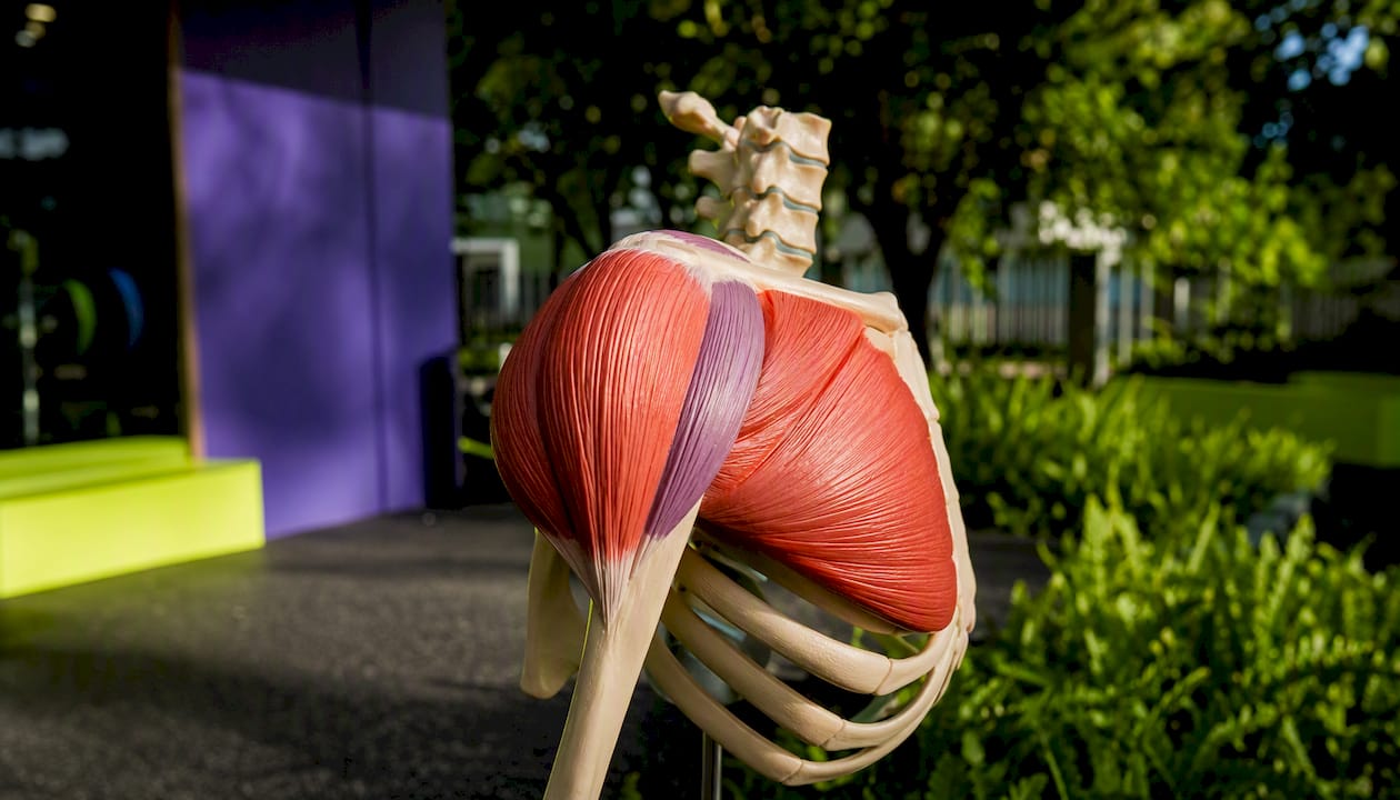 3D model of shoulder muscle heads anatomy