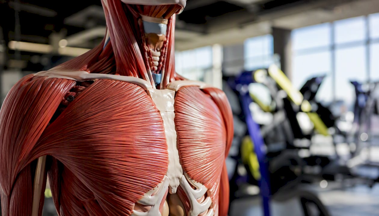 Anatomical model showing chest muscles