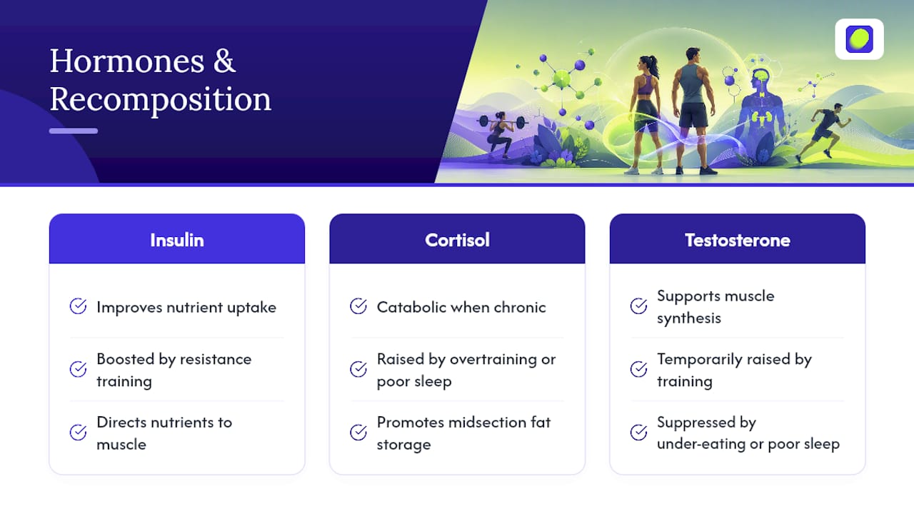 Do Hormones Affect Body Recomposition? — overview diagram