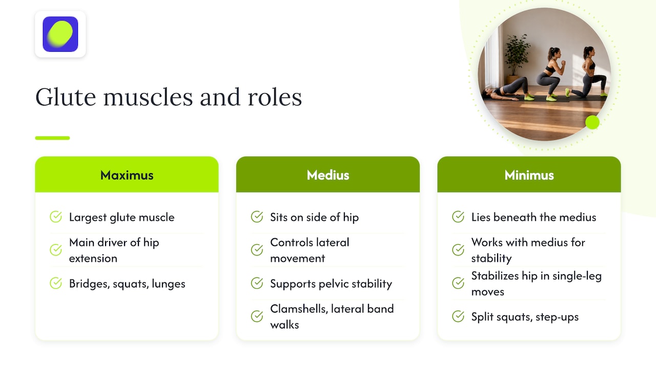Three glute muscles and their roles