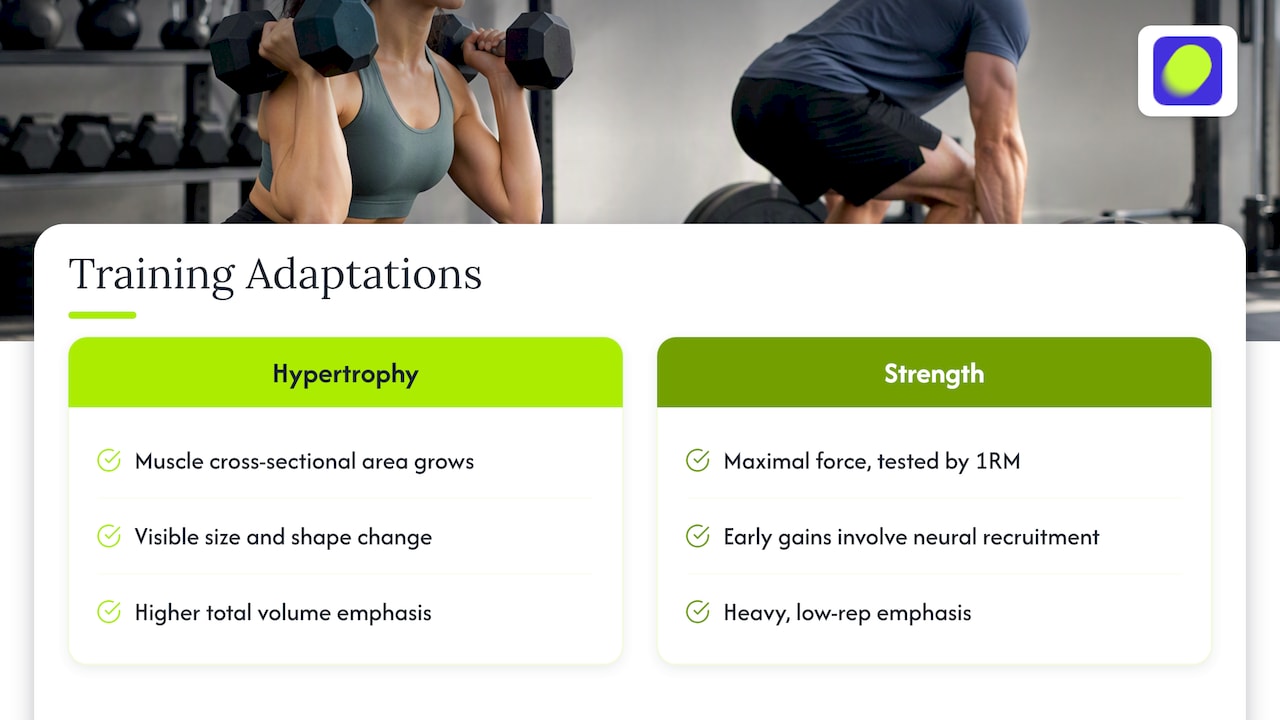 Comparison of muscle size and maximal strength