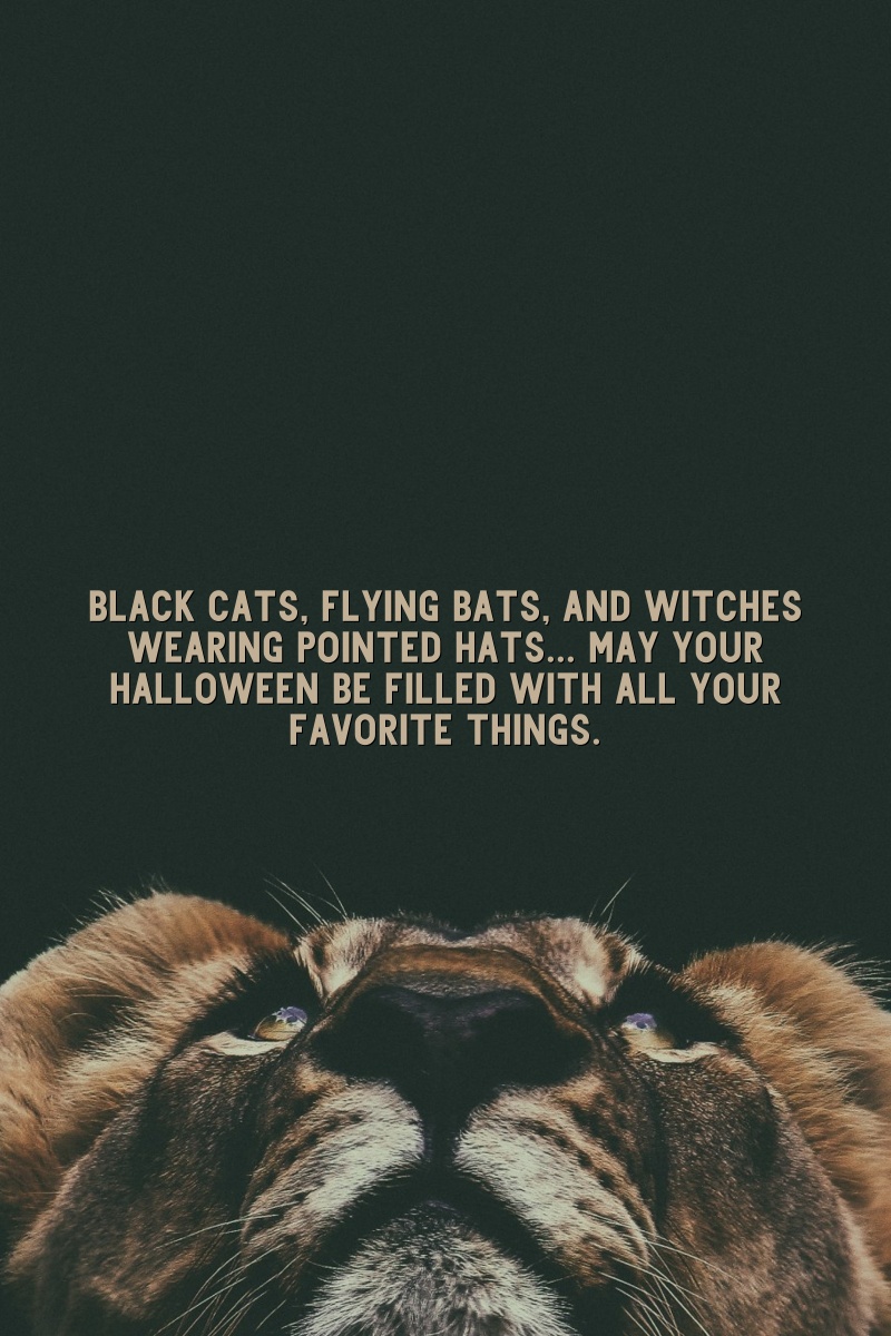 Black cats, flying bats, and witches wearing pointed hats... may your Halloween be filled with all your favorite things.