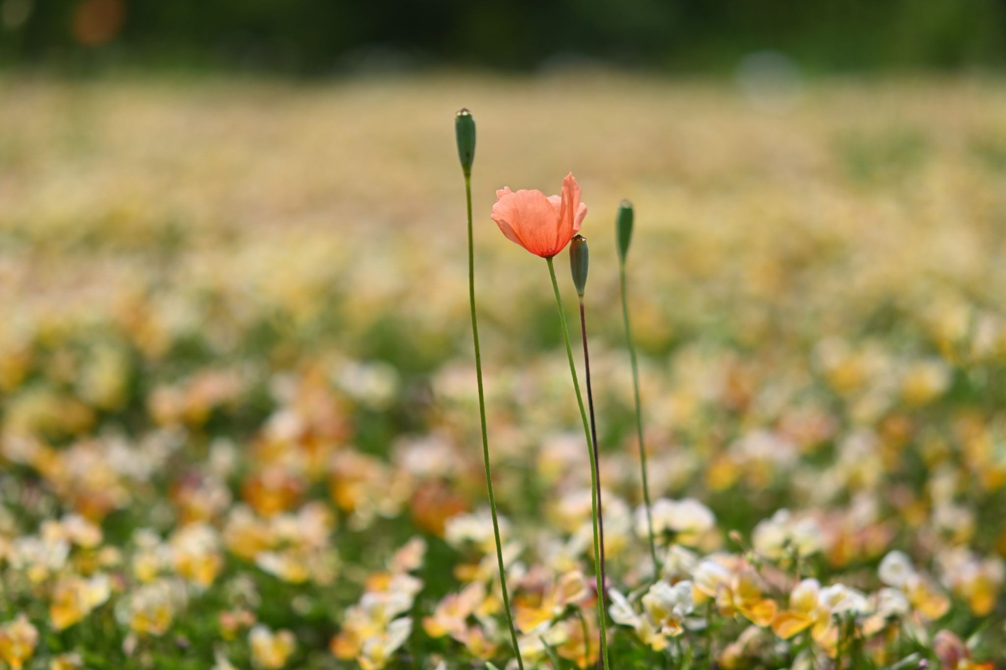 Single pink flower in a field, illustrating the uncertainty that can accompany fertility preservation
