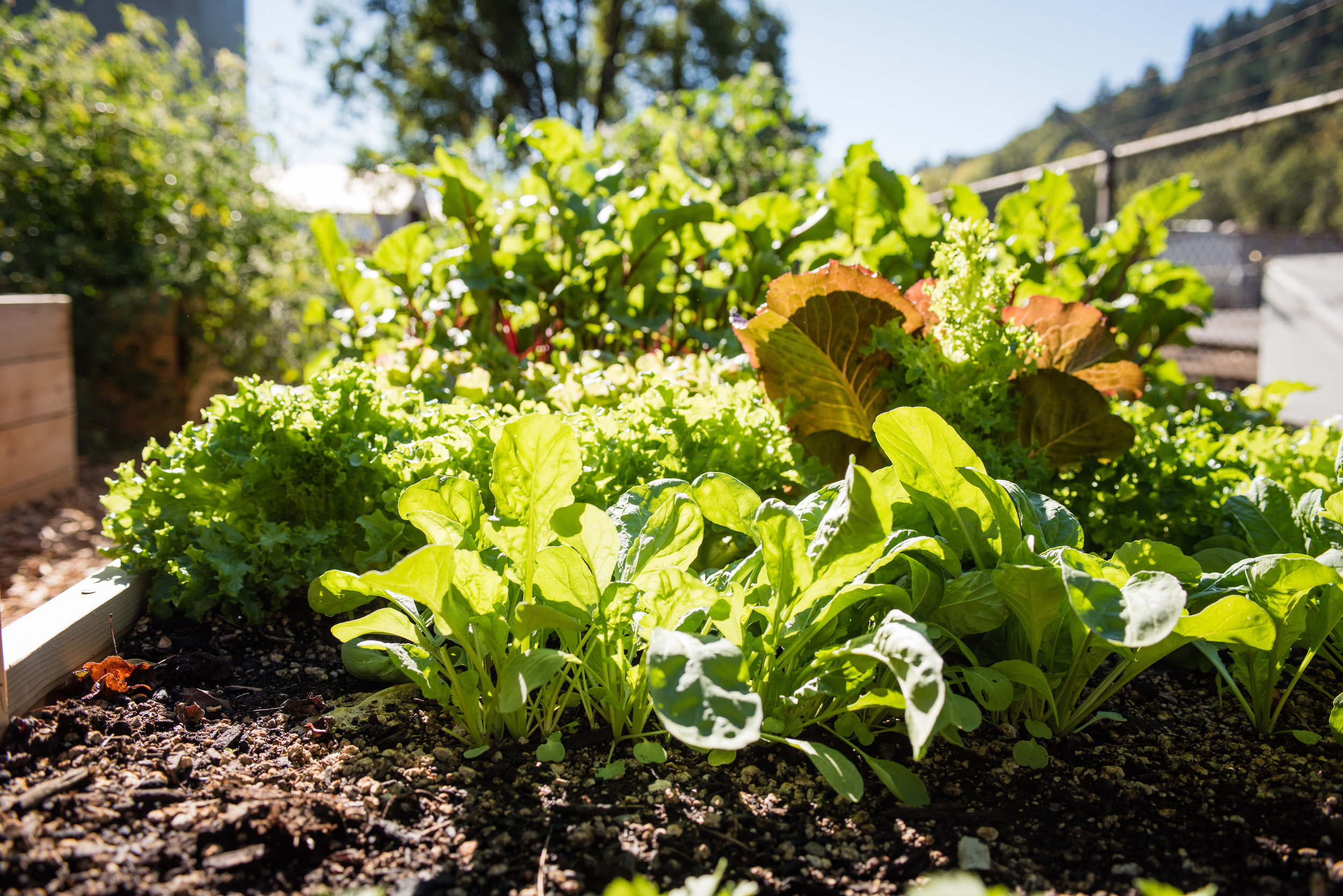 Best Vegetables to Plant in your Spring Garden | Portland Edible Gardens