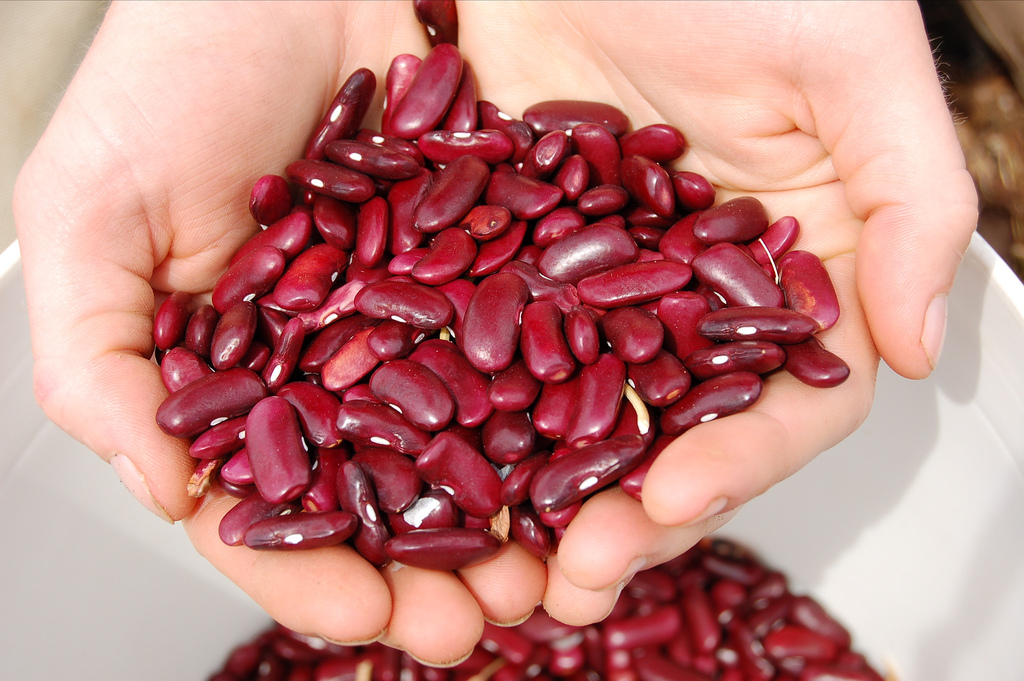 The Pleasures of Growing From Seed... Part 2: Methods for Planting Seeds |  Portland Edible Gardens