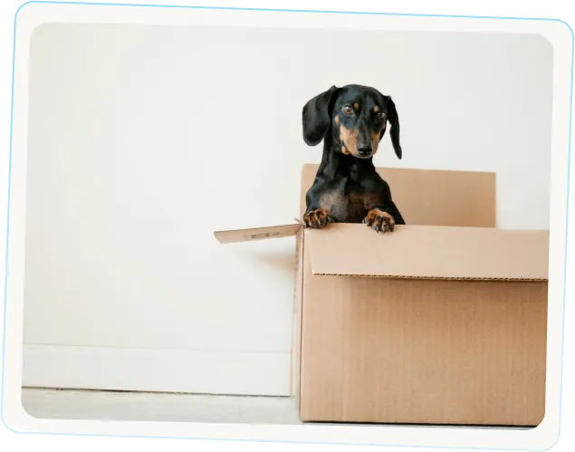 Dog inside cardboard box symbolizing eco-friendly, safe, and pet-conscious packing by BC Brothers