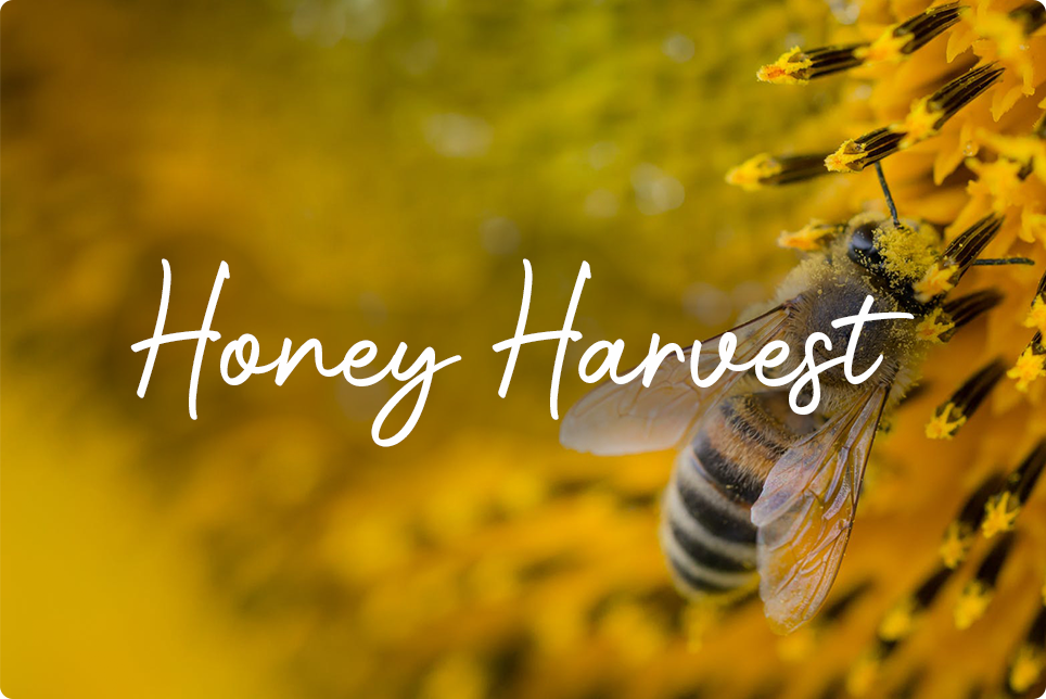 Honey Harvest