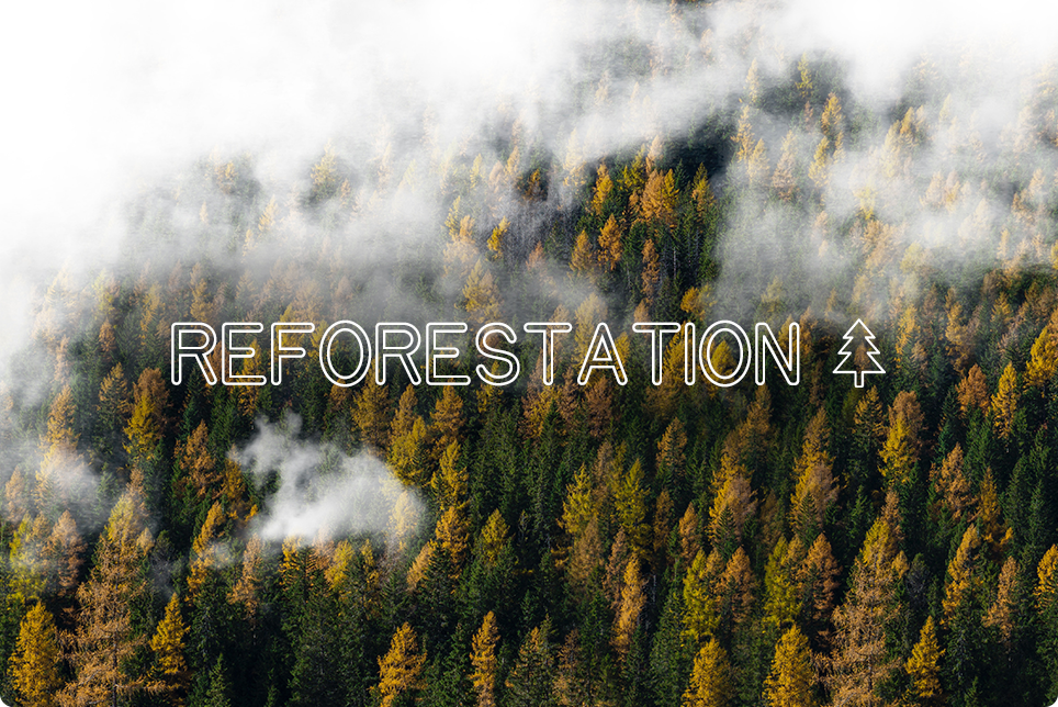 Reforestation