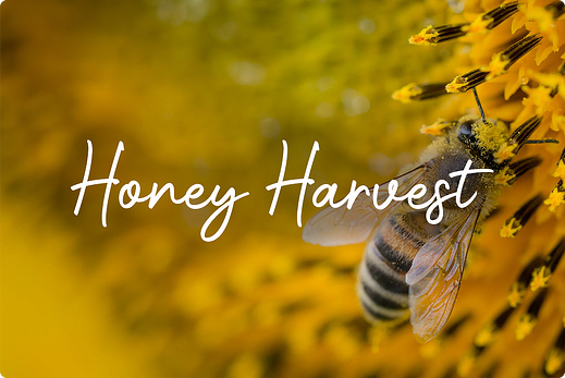 Honey-Harvest