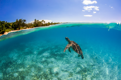 About the experience